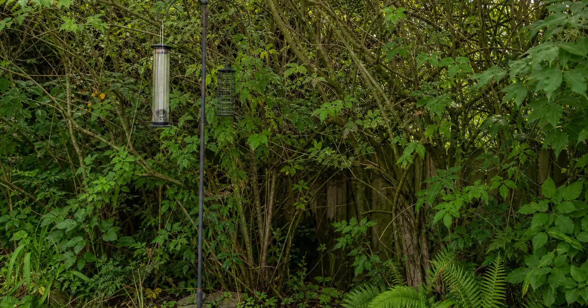 Dense shrub hedgerow near a backyard bird feeding station, the kind of thick cover cardinals shelter and nest in